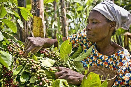 Una recolectora de café de comercio justo de Ankole Coffee Producers Cooperatives Unión (ACPCU). 