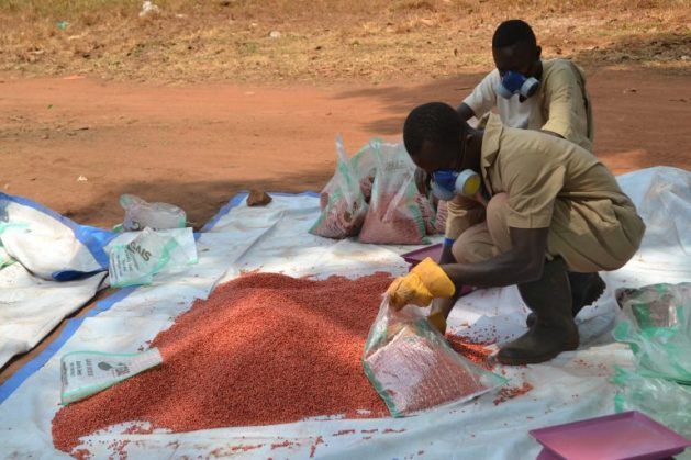 La producción de semillas ofrece soluciones en Sudán del Sur